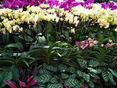 -北京植物园-展览温室
