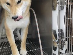 -宠福鑫康馨动物医院·骨科·眼科