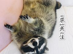 -浣熊柯尔鸭土拨鼠·电玩咖