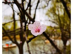 -顾村公园