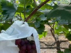 -马陆小张葡萄园农家乐