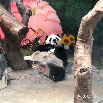 这家动物园 不愧是小霸王 拍照不用加滤镜！