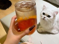 -猫腻·猫咖·撸猫馆(星光大道店)
