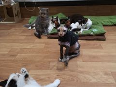 -猫色咖啡·猫咖