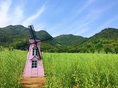 -新建村梅花