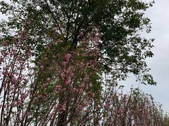 -天适樱花悠乐园