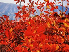 -周口店坡峰岭风景区