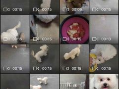 -宠物之家Pets Home 宠物寄养酒店