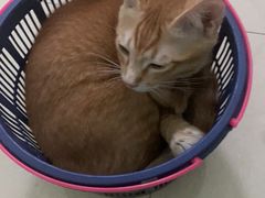 -东莞宠友24H宠物中心医院·转诊夜诊·异宠(新河北路院)