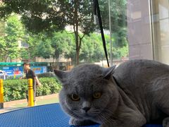 -瑞鹏宠物医院·夜间急症·心超·猫科(祖庙分店)