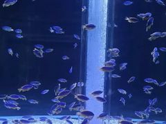 -海合安成都极地海洋公园