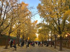 -三里屯东五街银杏大道