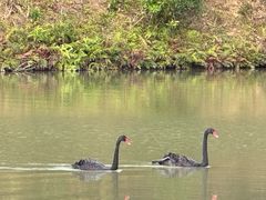 -广州白江湖森林公园