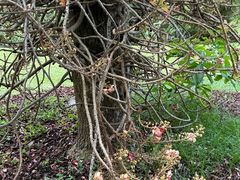 -槟城植物园