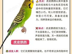 -爱侣宠医·鹦鹉专科·小型哺乳类·异宠专科(灵石路店)