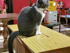 -猫色咖啡·猫咖