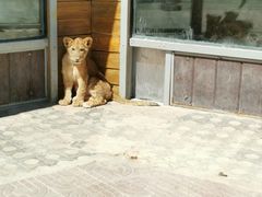 -西霞口神雕山野生动物世界