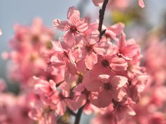-桃花涧