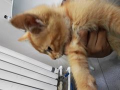 -瑞派宠物医院·犬猫全科·猫友好(宾水西道店)