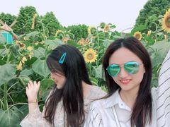 -百万葵园