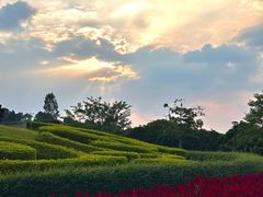 -东莞植物园
