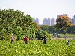 -汉长安城未央宫国家考古遗址公园