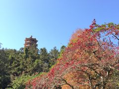 -深圳仙湖植物园