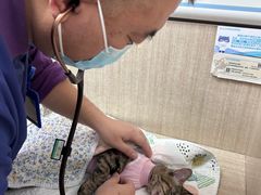 -北京观赏动物医院·24小时大型综合·猫专科·异宠专科