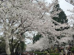 -武汉大学-樱园