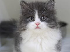 -lincat·猫舍(广州店)