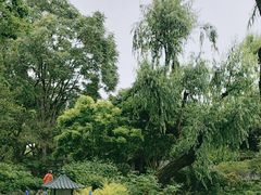 -秋霞圃
