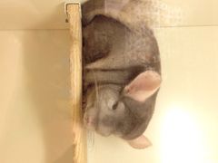 iphone_upload_pic-龙猫仔乐园(惠福东路店)