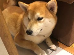 -柴务处·柴犬主题狗咖