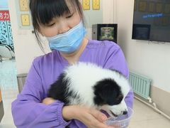 -北京观赏动物医院·24小时大型综合·猫专科·异宠专科
