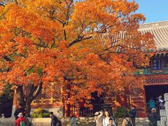 -香山公园