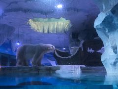 -芜湖新华联大白鲸海洋公园