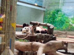 -灵玲国际马戏城