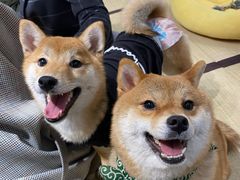 -逗柴咖啡屋·狗咖猫咖宠物桌游