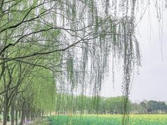 -长兴太湖图影湿地文化园
