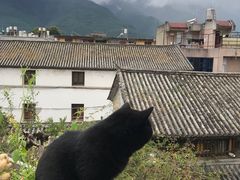 -喵屿·大理花园猫咖