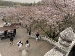 -苏州上方山国家森林公园