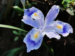 -铁山坪森林公园