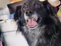 -瑞派福兴宠物医院犬猫全科·骨科·中西医结合(河东店)