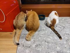 -米乐乖乖猫咪咖啡馆·猫咖(深圳湾后海汇店)