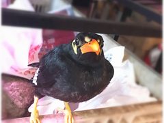 -阿一猪红汤(东风西路店)