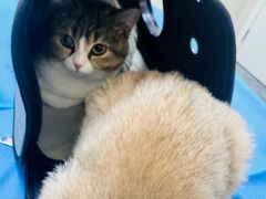 -芭比堂动物医院·CT·微创中心(新顺分院)