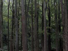 -杭州植物园