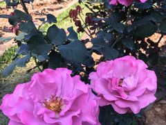 -人民公园(罗湖区)