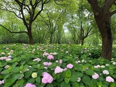 -上海滨江森林公园