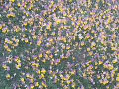 -泰州凤城河风景区-泰山公园